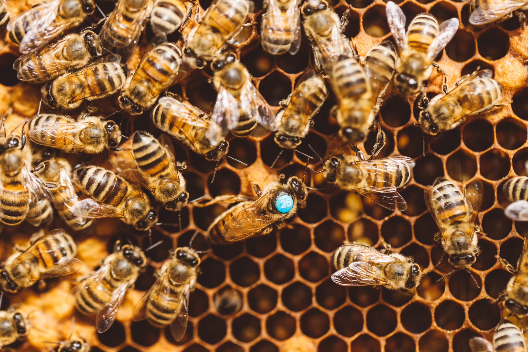 Honey Bees Surrounding a Queen Bee in an Hive